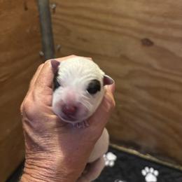 Boy 2 - Red speckled male Australian Cattle Dog puppy in Valley Mills, Texas from Bottoms Up Cattle Dogs