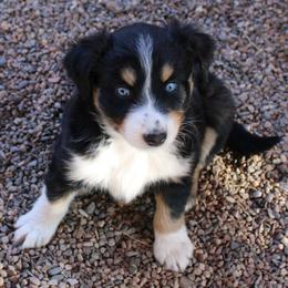 Valerio is a blue eyed black tri - Black tri-color male Australian Shepherd puppy in Phoenix, Arizona from Rockin' Diamond T Ranch Australian Shepherds