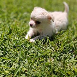 Toby - Cream and white male Chihuahua puppy in Gray, Louisiana from Chi Chi's Place LLC