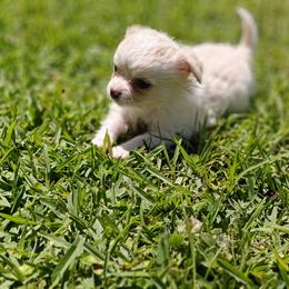 Toby - Cream and white male Chihuahua puppy in Gray, Louisiana from Chi Chi's Place LLC