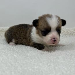 Stella - Brindle and white female American Corgi puppy in Waco, Texas from The Comma Corgis