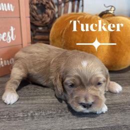 Tucker - Buff and white male Cockapoo puppy in Rutherford County, North Carolina from Simply Grace Farms
