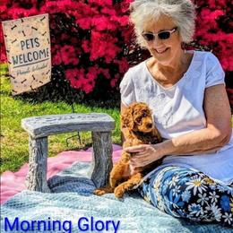 Morning Glory - Cream male Goldendoodle puppy in Weaverville, North Carolina from Beloved Goldendoodles, LLC.