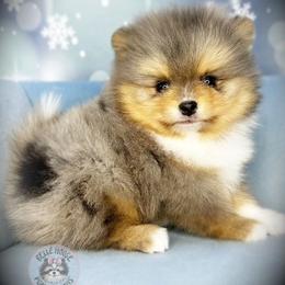 AKC Victory 3500 - Blue merle male Pomeranian puppy in Oklahoma City, Oklahoma from Belle House Pomeranians