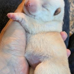 Addy Bravo Girl 2 - Cream female Shiba Inu puppy in Brecksville, Ohio from Shomaisou Shiba Inu