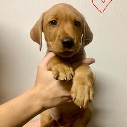 Red - Yellow male Labrador Retriever puppy in Newaygo, Michigan from Royal Oak Gundogs
