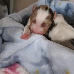 Tangos Jokers Wild - Red merle male Miniature Australian Shepherd puppy in Englewood, Florida from Tango Auusies & Minature American Shepherds