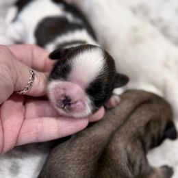 Charlie - Red and white male Shih Tzu puppy in Sarasota, Florida from Platinum Paws Puppies