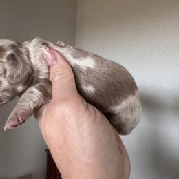 Turner - Dapple male Dachshund puppy in Bentonville, Arkansas from T & D Dachshunds by design