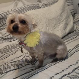 Yorkshire Terriers from Heather's Yorkies