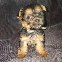 Yorkshire Terrier puppies from J Designer Puppies