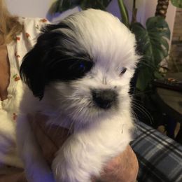 Boy 3 - Lhasa Apso puppy in Los Molinos, California from Anderson Lhasa Apsos