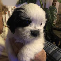Boy 3 - Lhasa Apso puppy in Los Molinos, California from Anderson Lhasa Apsos