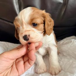 Peanut Brittle - Blenheim female Cavalier King Charles Spaniel puppy in De Soto, Missouri from Blooming Cavaliers