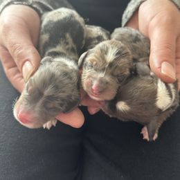 Dachshund Puppies from CV Doxies