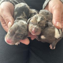 Dachshund Puppies from CV Doxies