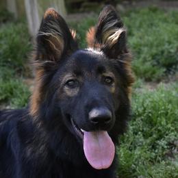 Nyah - German Shepherd