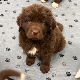 Cocoa - Brown female Newfoundland puppy in Goodhue, Minnesota from Claypits Newfoundlands