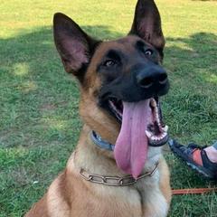 Belgian Malinois from Evolution Canine Services