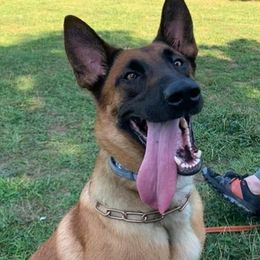 Belgian Malinois from Evolution Canine Services