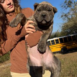 Black collar - Gray brindle male Cane Corso puppy in Opelousas, Louisiana from Azelees Cane Corso