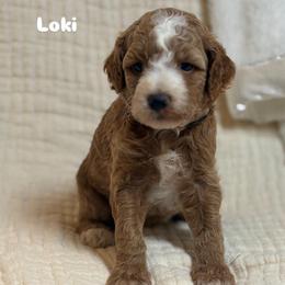 Loki - Red  male Goldendoodle puppy in Estesburg, Kentucky from Wet Goldendoodle Kisses