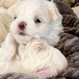 Maltese, Morkie, and Yorkshire Terrier Puppies from Cottonwood Maltese & Yorkies