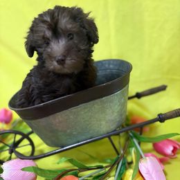 OP Lt green - Brown male Schnoodle puppy in Benson, North Carolina from A Bundle of Love
