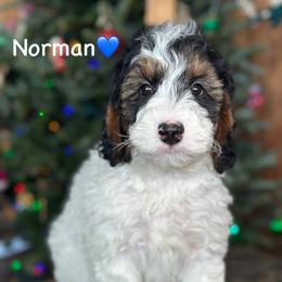 Norman - Black tri-color male Aussiedoodle puppy in Lancaster, Minnesota from Finney Ranch