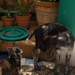 German Wirehaired Pointer Puppies from Ca’ Rigada Deutsch Drahthaar (GWP)