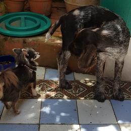German Wirehaired Pointer Puppies from Ca’ Rigada Deutsch Drahthaar (GWP)