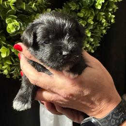 Purple girl - Black female Miniature Schnauzer puppy in Oneonta, Alabama from Murphree Valley Kennels