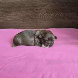 Girl 1 - Liver female Shih Tzu puppy in Meadows Of Dan, Virginia from Walt’s Shih Tzus