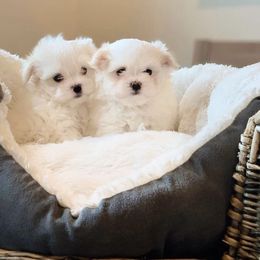 Maltese Puppies from Leona's Maltese