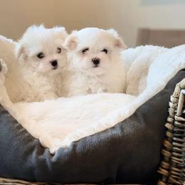 Maltese Puppies from Leona's Maltese