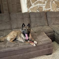 Belgian Malinois from Macabre Malinois
