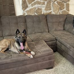 Belgian Malinois from Macabre Malinois
