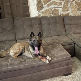 Belgian Malinois from Macabre Malinois