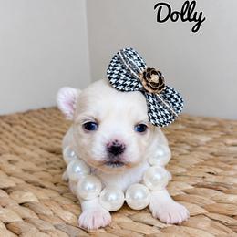 Dolly - White female Maltese puppy in Morehead, Kentucky from Paw Perfect Pets