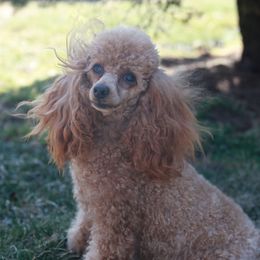 Ali - Poodle