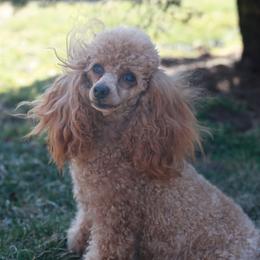 Ali - Poodle
