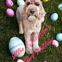 Bernedoodle and Goldendoodle Puppies from Paws 4 Doodles, LLC