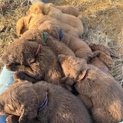Chesapeake Bay Retriever Puppies from Soap Stone Ridge