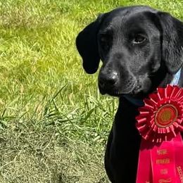 Labrador Retrievers from Retriever Run Labradors