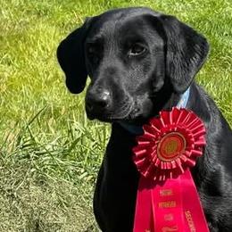 Labrador Retrievers from Retriever Run Labradors