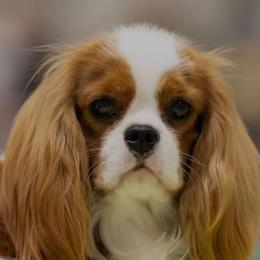 Maggie May - Cavalier King Charles Spaniel