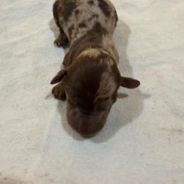 Chocolate Dapple - Dapple male Dachshund puppy in Apopka, Florida from The HotDog Stand