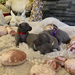 Italian Greyhound puppies from Hunter_Moon Hounds