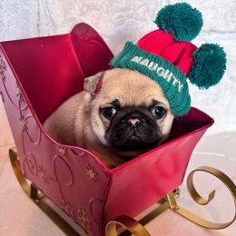 Black collar - Fawn male Pug puppy in Tucson, Arizona from Furever Friends