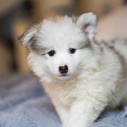 Milan - Blue male Pomsky puppy in San Mateo, California from The Pomsky Garden